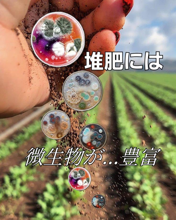 微生物